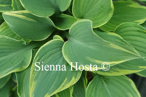 Hosta 'Poker'