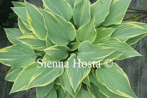 Hosta 'Poker'