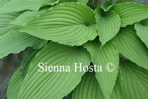 Hosta 'Love Song'