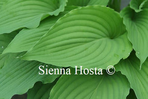 Hosta 'Love Song'