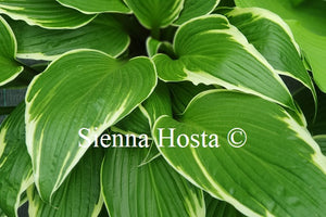 Hosta 'Dragon Warrior'