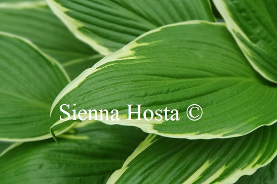 Hosta 'Dragon Warrior'