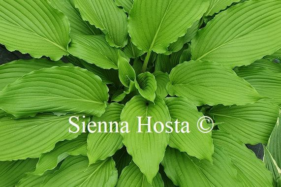 Hosta 'Shimmy Shake'