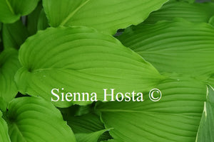 Hosta 'Shimmy Shake'