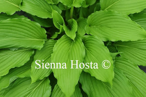 Hosta 'Shimmy Shake'