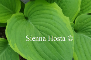 Hosta 'Treasure Hunt'