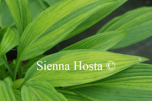 Hosta 'Hyuga Urajiro'