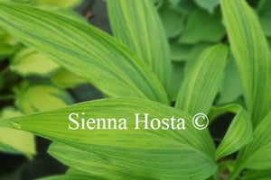 Hosta 'Hyuga Urajiro'