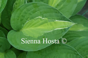 Hosta 'Mata Hari'