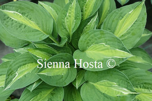 Hosta 'Mata Hari'