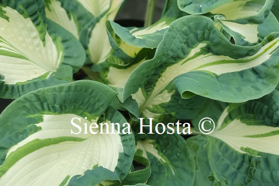 Hosta 'Andrew' - Sienna Hosta