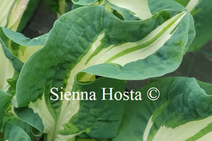 Hosta 'Andrew'