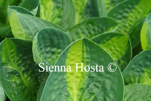 Hosta 'Warwick Comet'
