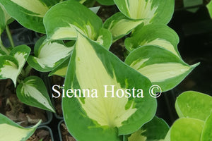 Hosta 'Eternal Flame'