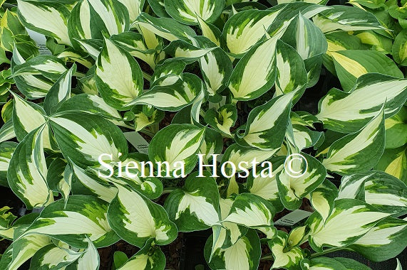 Hosta 'Loyalist'