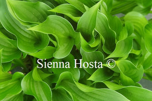 Hosta 'Harry van Trier'