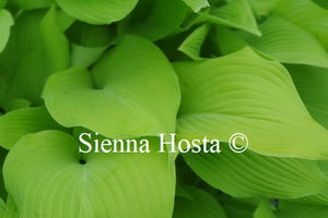 Hosta 'Sun Power'