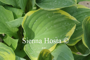 Hosta 'Mardi Gras'