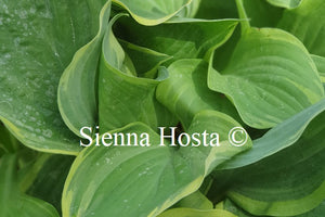 Hosta 'Mardi Gras'