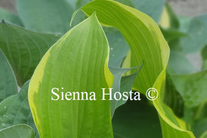 Hosta 'Sweetie'