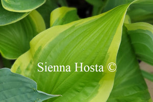 Hosta 'Sweetie'