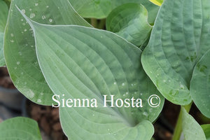 Hosta 'Purple Haze'