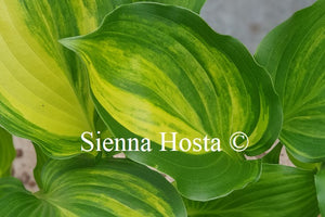 Hosta 'The Sweetest Thing'