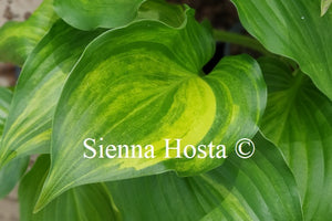 Hosta 'The Sweetest Thing'