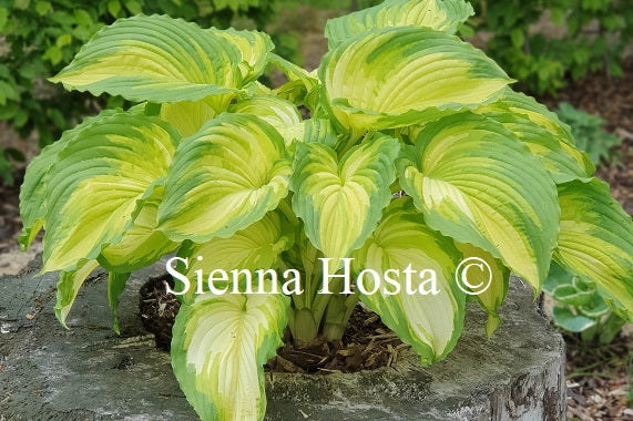 Hosta 'War Paint'