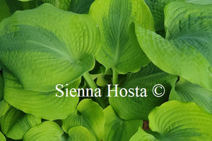 Hosta 'Luna Moth'