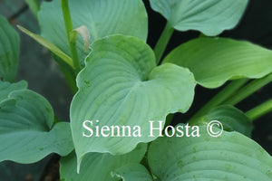 Hosta 'Lake Superior'