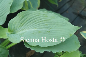 Hosta 'Lake Superior'