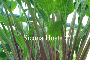 Hosta 'Red Stilts'