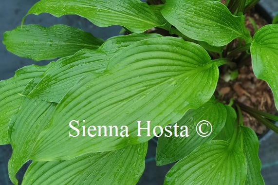 Hosta 'Red Stilts'