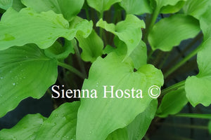 Hosta 'Green Wings'