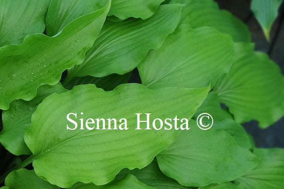 Hosta 'Green Wings'