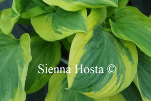 Hosta 'Living Water'