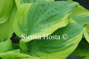 Hosta 'Living Water'