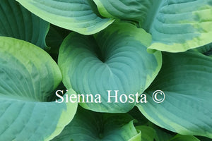 Hosta 'Rain Dancer'