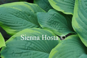 Hosta 'Rain Dancer'