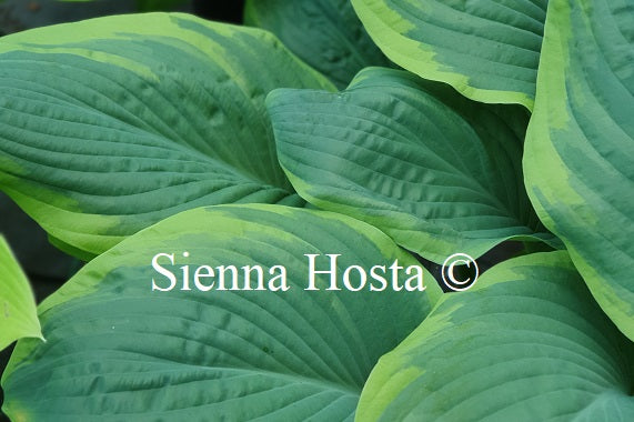 Hosta 'Rain Dancer'