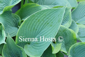Hosta 'Garden Treasure'