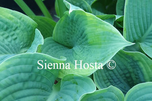 Hosta 'Garden Treasure'