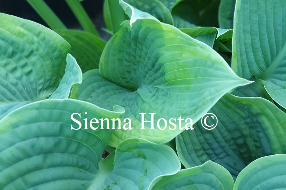 Hosta 'Garden Treasure'