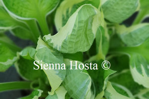 Hosta 'Captain's Adventure'