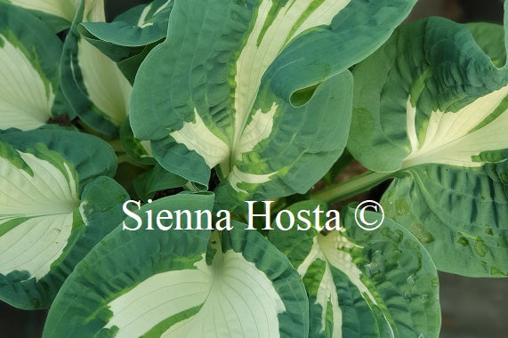 Hosta 'Andrew' - Sienna Hosta