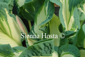 Hosta 'Andrew'