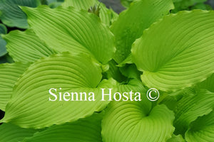 Hosta 'Dancing Queen'