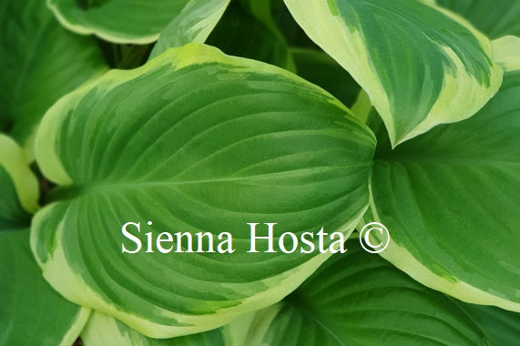 Hosta 'Frozen Margarita'