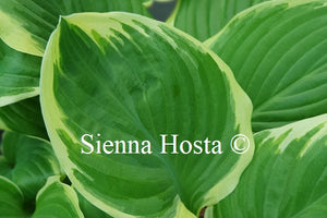 Hosta 'Frozen Margarita'